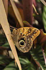 Image showing common blue morpho butterfly