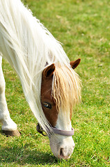 Image showing horse portrait