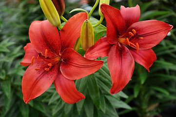 Image showing  Lily flowers