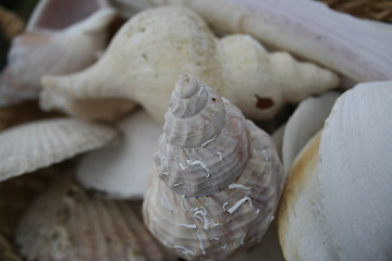 Image showing shell