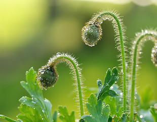 Image showing poppy flower buds