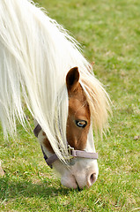 Image showing white horse portrait