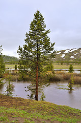 Image showing pine tree by the water