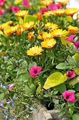 Image showing summer flowers