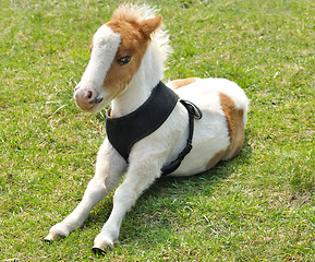 Image showing young pony