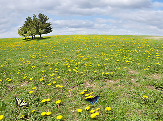 Image showing summer landscape