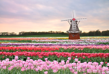 Image showing tulips field