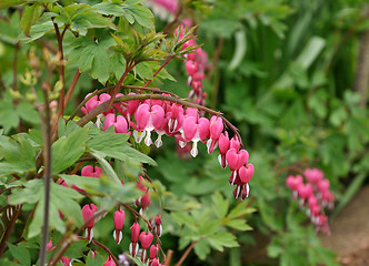 Image showing pink bleeding hearts flowers