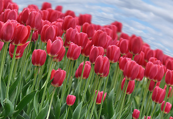 Image showing tulips