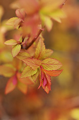 Image showing spirea bush