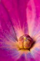 Image showing Flower macro