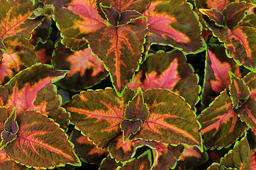 Image showing coleus leaves