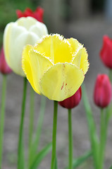 Image showing  tulips