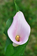 Image showing cala lily