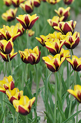 Image showing tulips