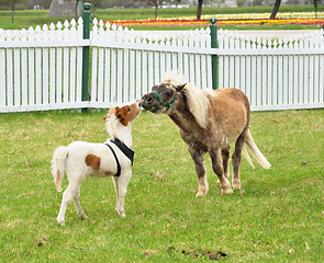 Image showing horses