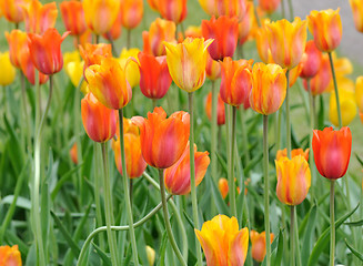 Image showing tulip flowers