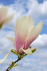 Image showing magnolia flowers