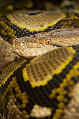 Image showing Colourful Python