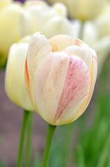 Image showing tulips