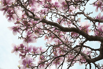 Image showing magnolia flowers