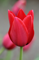 Image showing red tulip