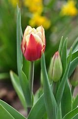 Image showing tulips