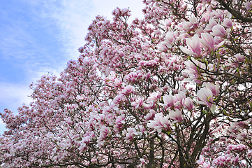 Image showing magnolia flowers