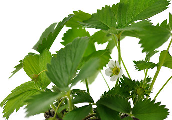 Image showing  strawberry plant
