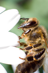 Image showing Details of a bee