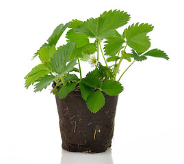 Image showing strawberry plant