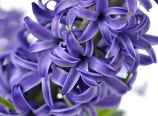 Image showing Hyacinth flowers