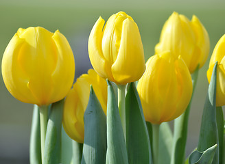 Image showing yellow tulips