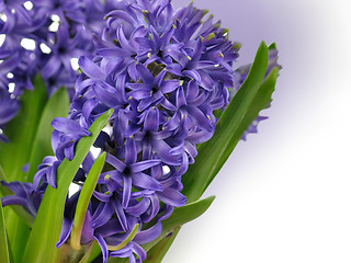 Image showing Hyacinth flowers