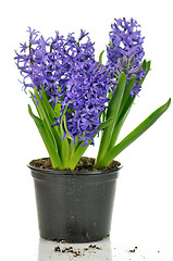 Image showing Hyacinth flowers