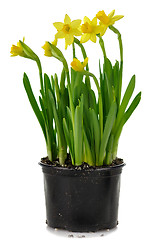 Image showing yellow  daffodils