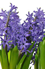 Image showing Hyacinth flowers