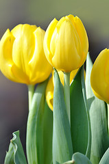 Image showing yellow tulips