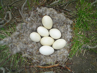 Image showing seven eggs