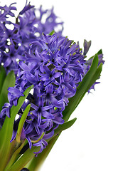 Image showing Hyacinth flowers