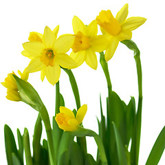 Image showing yellow  daffodils