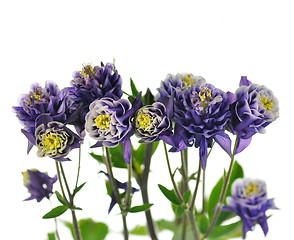 Image showing  columbine flowers 