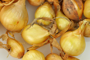 Image showing onion seeds