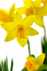 Image showing spring yellow flowers