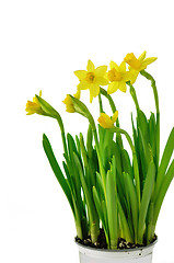 Image showing spring yellow flowers