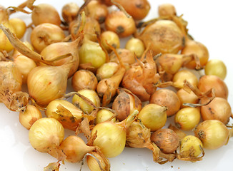 Image showing onion seeds
