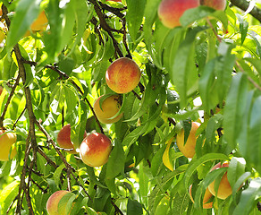 Image showing peach tree