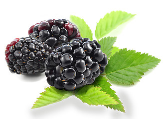 Image showing blackberries