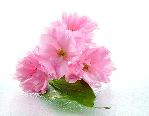 Image showing Blossoming almond flowers