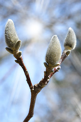 Image showing spring tree